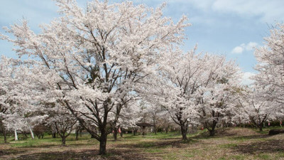 Late April from the middle, it is cherry blossom viewing in GW! Sakura spot Summary [Fujimi-Hara-mura ed]