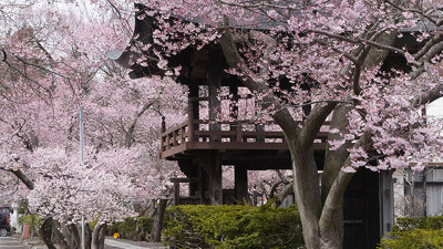 Hara-mura Fujimi in full bloom cherry blossoms of the area! … Next week of Yatsugatake of Sakura & Events (April 18 to April 24, 2009)